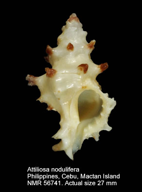 Attiliosa nodulifera.jpg - Attiliosa nodulifera(G.B.Sowerby,1841)